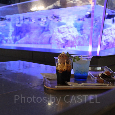 ペンギンの水槽を眺めながらスイーツやビール、軽食が楽しめます