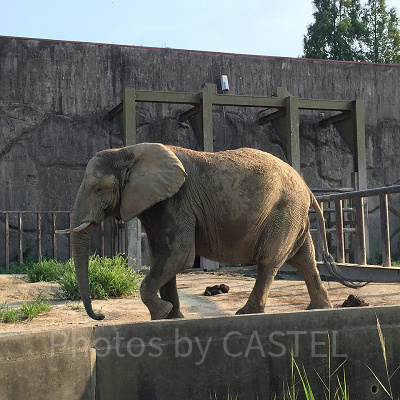 ゾウにだってエサやりできるのが東武動物公園！