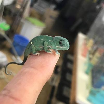 カメレオン キャステル Castel ディズニー情報