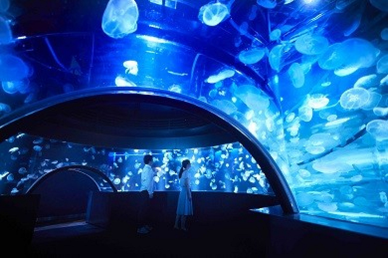 京都水族館の料金＆割引情報！お得に楽しむ方法は？引換不要の便利なコンビニチケットも発売中！