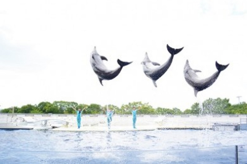 京都水族館の駐車場まとめ！直営駐車場はある？おすすめの周辺駐車場を厳選して紹介、予約可能なところも