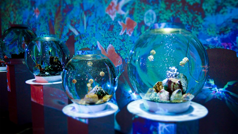金魚ミュージアム】奈良県にある金魚をテーマにした水族館！料金