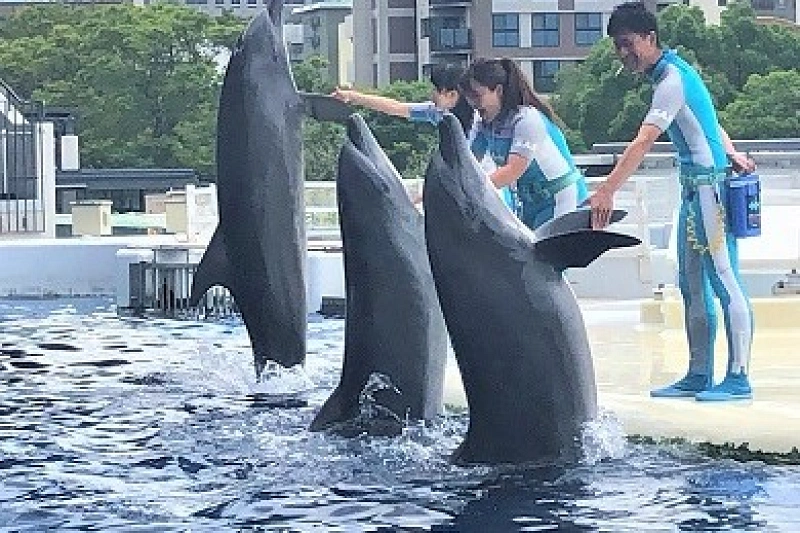 communication-between-dolphins