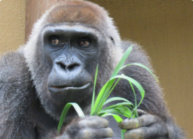 京都市動物園のゴリラを紹介！SNSで大人気の4頭の関係や飼育展示の見どころ、グッズ情報まとめ