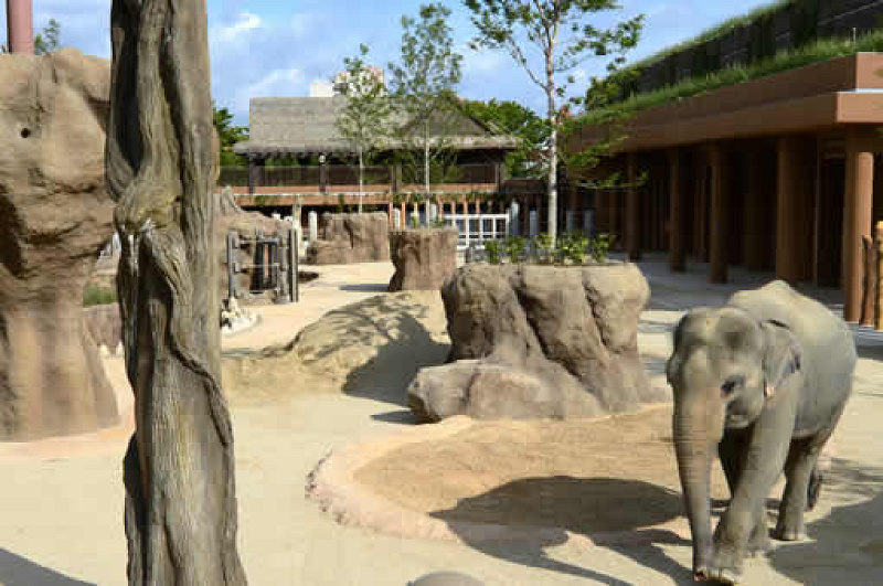【2019】東山動物園のゴリラまとめ！人気のイケメンゴリラとは？ゴリラ園が新たにオープン！