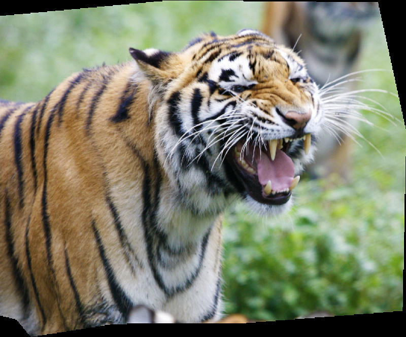 【動物園】那須サファリパーク徹底ガイド！ナイトサファリがおすすめ！料金・営業時間・アクセスまとめ！