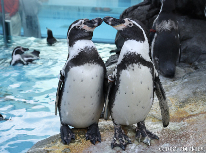 水族館で買ったペンギン 鳥羽水族館に暮らすペンギンを徹底解説！個性豊かなペンギンの