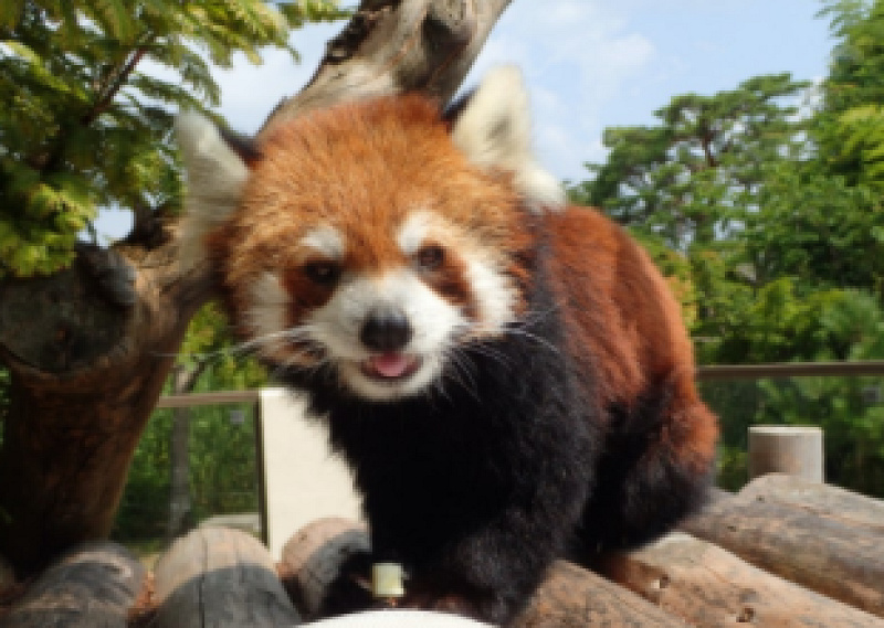 京都市動物園のおすすめの駐車場5選！安くて便利なおすすめの駐車場はどこ？