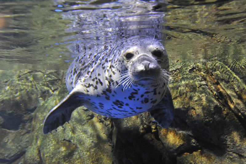 【新江ノ島水族館】おすすめ周辺ランチ特集！海鮮丼・しらす・オーシャンビューのレストランも