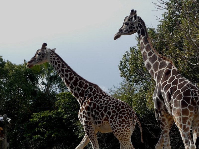 【2022】天王寺動物園の料金＆割引を解説！コンビニ前売り割引はある？