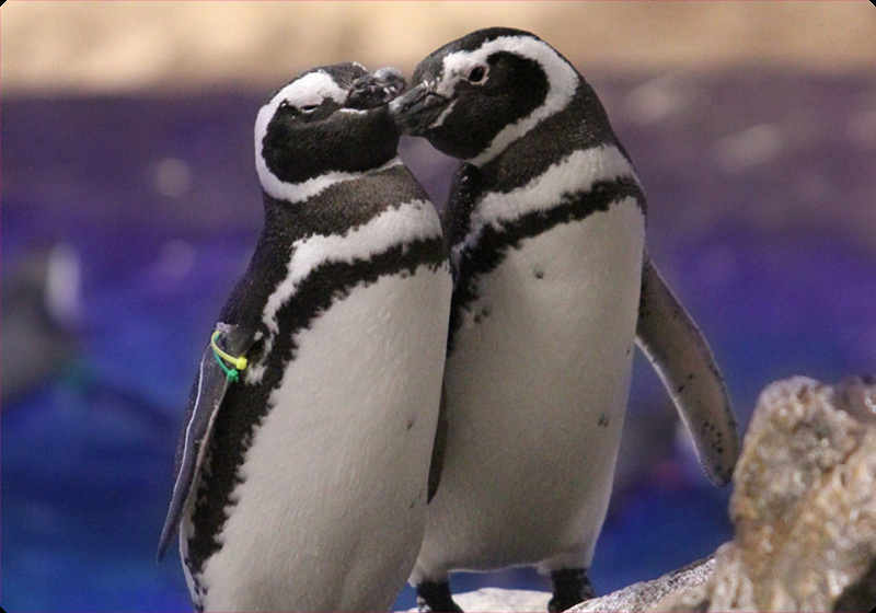 【スカイツリー】すみだ水族館見どころ5選!料金・予約・アクセス・営業時間を徹底解説!