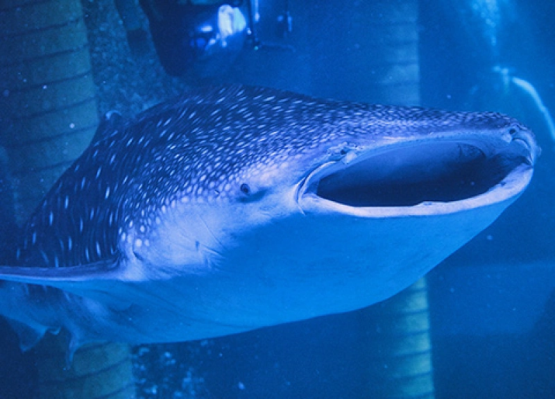 whale-sharks-which-have-