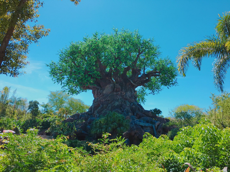 WDWのアニマルキングダムを攻略！おすすめアトラクション＆回り方