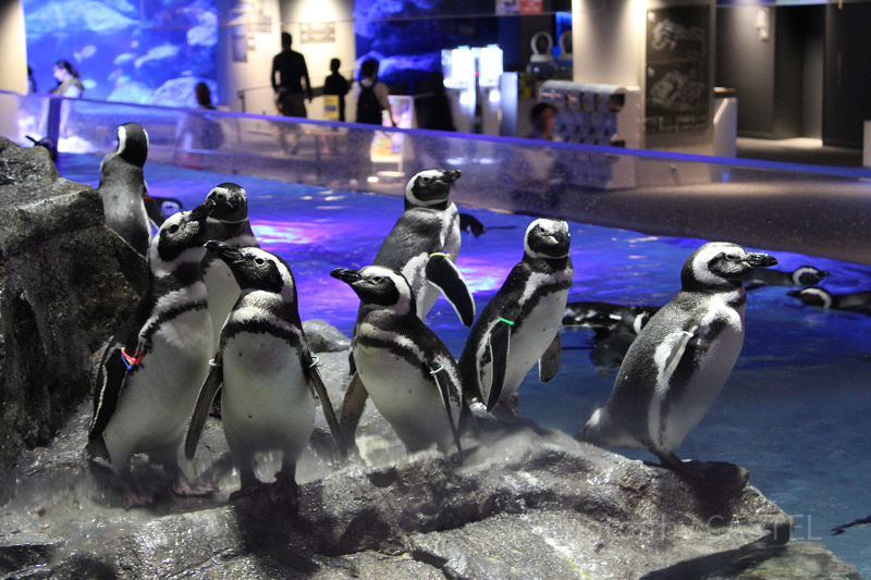 【2024】すみだ水族館の料金を解説！年パスがお得＆電子チケットなら混雑日も安心♪