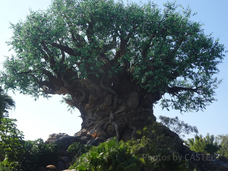 WDW「アニマルキングダム」完結編。おすすめアトラクションとショー