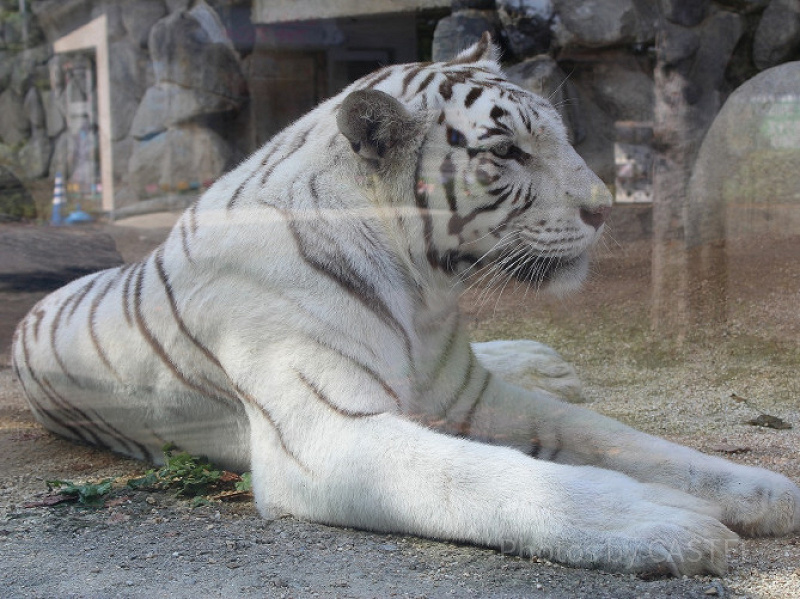 【2018夏】東武動物公園の年間イベントまとめ！期間限定「進撃の巨人」コラボ、ナイトサファリ、花火も