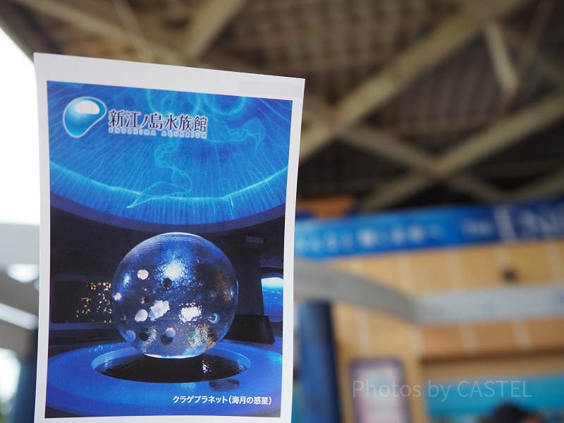 【2025】新江ノ島水族館チケット割引方法11選！お得にえのすいを楽しもう！