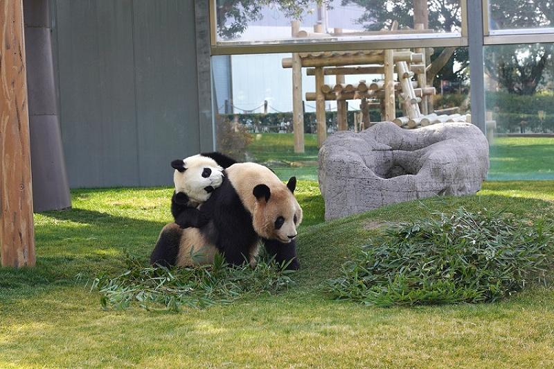 アドベンチャーワールド】パンダの楓浜 最新情報！ひとり立ち直前で