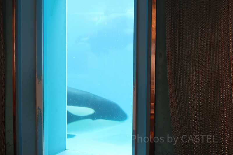 【鴨川シーワールド】食事におすすめレストラン11選！持ち込みOK、周辺やホテルのレストランも