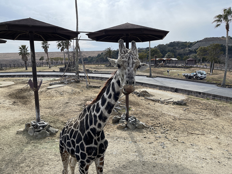 【2022】アドベンチャーワールドのサファリを徹底解説!会える動物、回り方、アクティビティまとめ! 【2022】アドベンチャーワールドのサファリを徹底解説!会える動物、回り方、アクティビティまとめ!