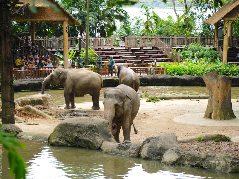 【シンガポール動物園のアクセス】電車(MRT)・バス・タクシーでの行き方を徹底解説！