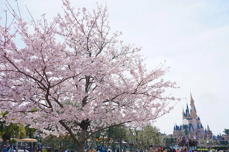 ディズニーランド＆シーの桜スポット10ヶ所まとめ！春のパークでお花見を楽しもう