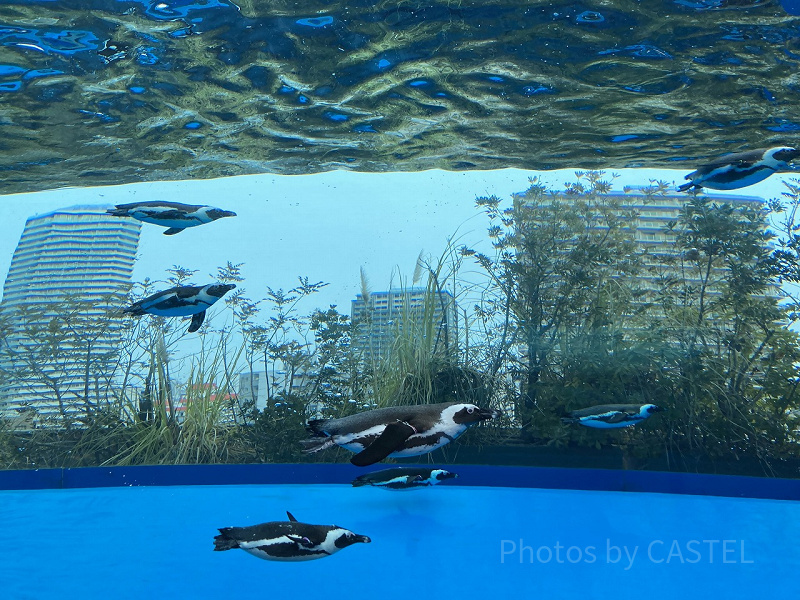 サンシャイン水族館を徹底解説！歴史、見どころ、チケット、アクセス、カフェ、お土産情報を総まとめ！