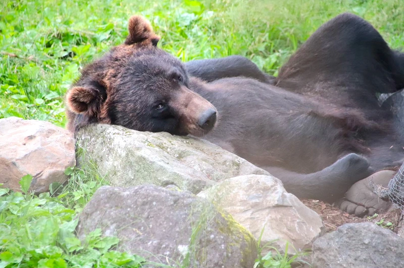 22 富士サファリパーク割引方法11選 公式割引 会員割引 セット割引まとめ