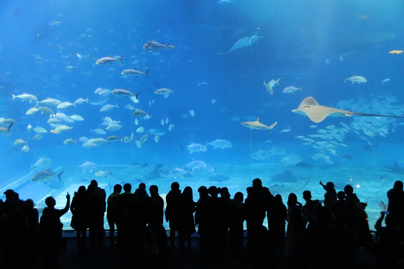 【GoToトラベル】美ら海水族館を安く予約するには？ホテルセットプランや日帰りツアーがおすすめ！
