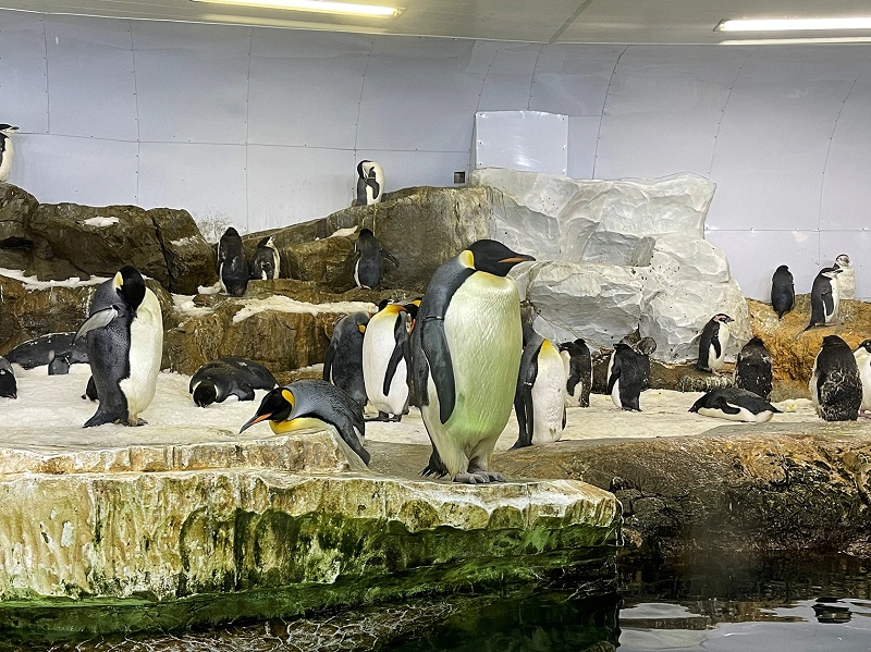 アドベンチャーワールドのペンギンを解説 全8種類の種類 人気のイベント お土産情報も