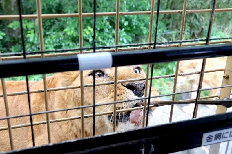22 富士サファリパーク割引方法11選 公式割引 会員割引 セット割引まとめ