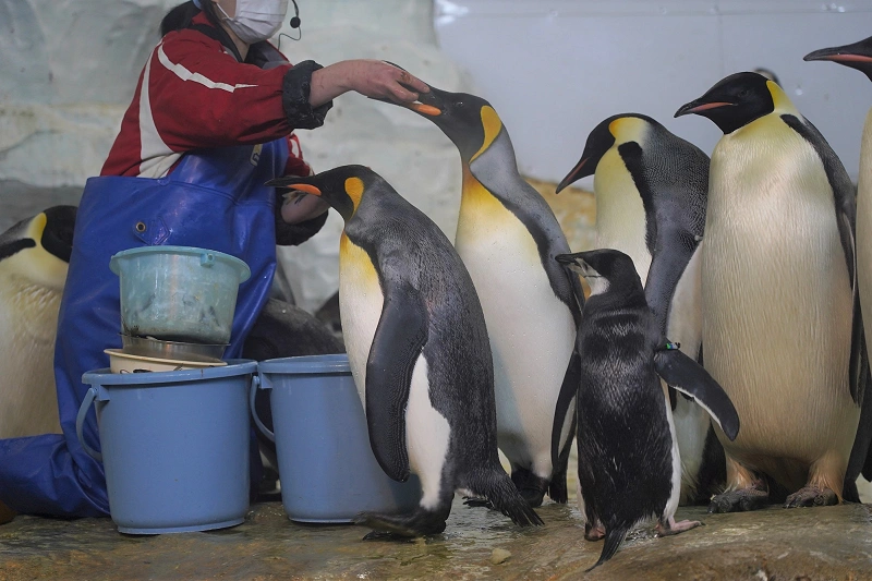 アドベンチャーワールドのペンギンを解説 全8種類の種類 人気のイベント お土産情報も