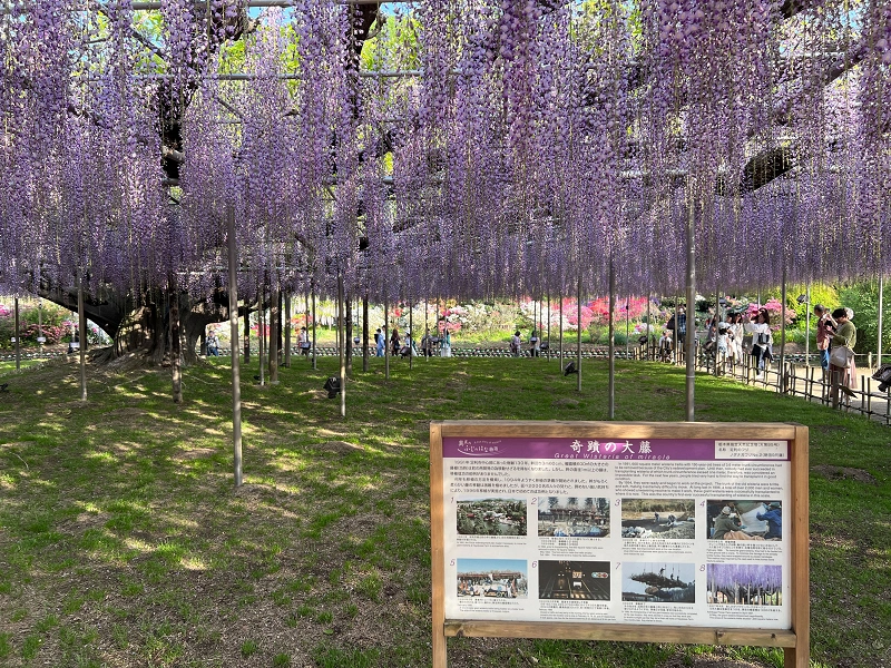 22 栃木県あしかがフラワーパーク割引情報 安くお得に入園する方法 クーポンをご紹介