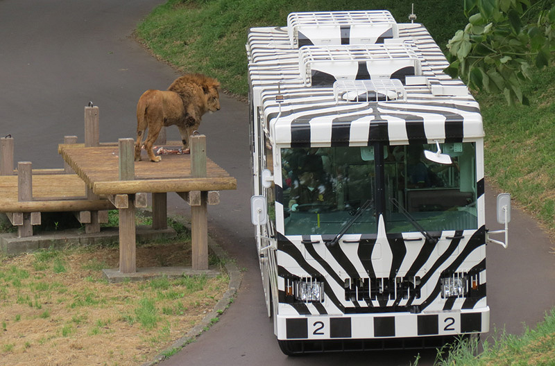 【再開は？】多摩動物公園のライオンバスが休止中！工事内容・建設中の新施設まとめ！ライオンバスの見どころも