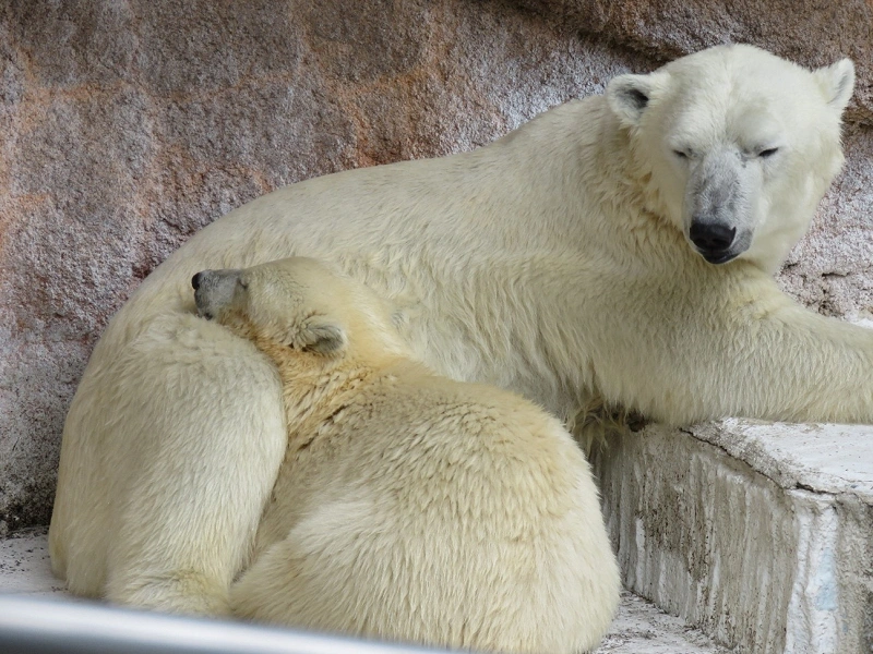 天王寺動物園 シロクマの親子に会いに行こう 観覧方法や見どころ ギフトショップ情報も