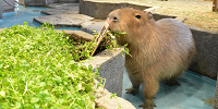 ニフレルは予約が必要？WEBチケットの事前購入・当日チケットの販売情報まとめ！土日祝は時間指定制に注意！