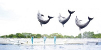 京都水族館のイルカパフォーマンス「YEAH!!」| キャステル | CASTEL ディズニー情報
