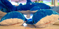 美ら海水族館のニューふわふわジンベエザメ| キャステル | CASTEL ディズニー情報