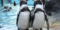 鳥羽水族館に暮らすペンギンを徹底解説！個性豊かなペンギンのプロフィール・見どころ・グッズ情報