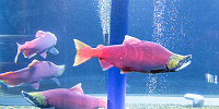 サケのふるさと千歳水族館| キャステル | CASTEL ディズニー情報