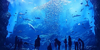 仙台うみの杜水族館の「いのちきらめく　うみ」水槽| キャステル | CASTEL ディズニー情報