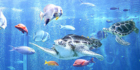 箱根園水族館のウミガメが泳ぐ水槽| キャステル | CASTEL ディズニー情報