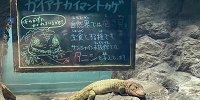ガイアナカイマントカゲ| キャステル | CASTEL ディズニー情報