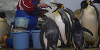 ペンギンの食事タイム| キャステル | CASTEL ディズニー情報