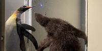 親と戯れるペンギンのヒナ| キャステル | CASTEL ディズニー情報