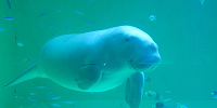鳥羽水族館のお土産ショップ| キャステル | CASTEL ディズニー情報