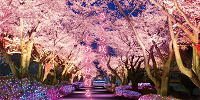 よみうりランド　夜桜ジュエルミネーション| キャステル | CASTEL ディズニー情報