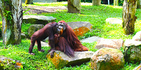 シンガポール動物園：オランウータン| キャステル | CASTEL ディズニー情報