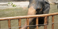 シンガポール動物園：アジアゾウ| キャステル | CASTEL ディズニー情報