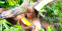 シンガポール動物園：ナマケモノ| キャステル | CASTEL ディズニー情報